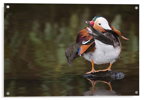 Mandarin duck (Aix galericulata) preening Acrylic by Gabor Pozsgai