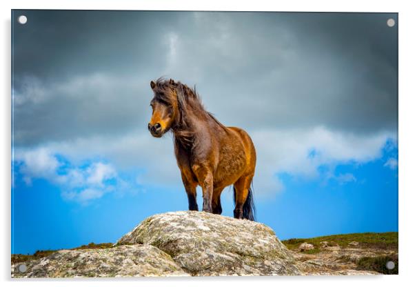 wild pony on treen cliffs Cornwall  Acrylic by Eddie John