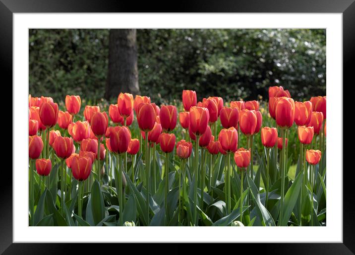 Fence of red tulips flowers Framed Mounted Print by Ankor Light
