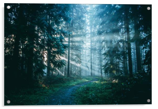 A path through a beautiful misty forest  Acrylic by David Wall