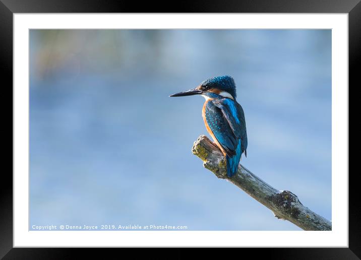Kingfisher perching Framed Mounted Print by Donna Joyce