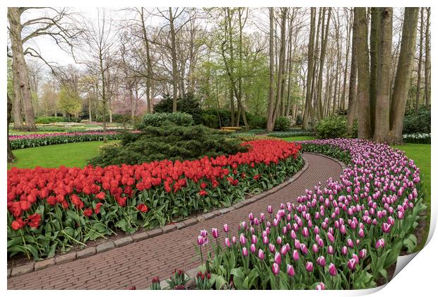 Pure red and pink white color tulips blossom Print by Ankor Light