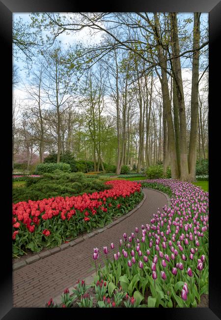 Pure red and pink white color tulips blossom Framed Print by Ankor Light