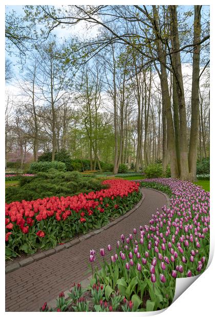 Pure red and pink white color tulips blossom Print by Ankor Light