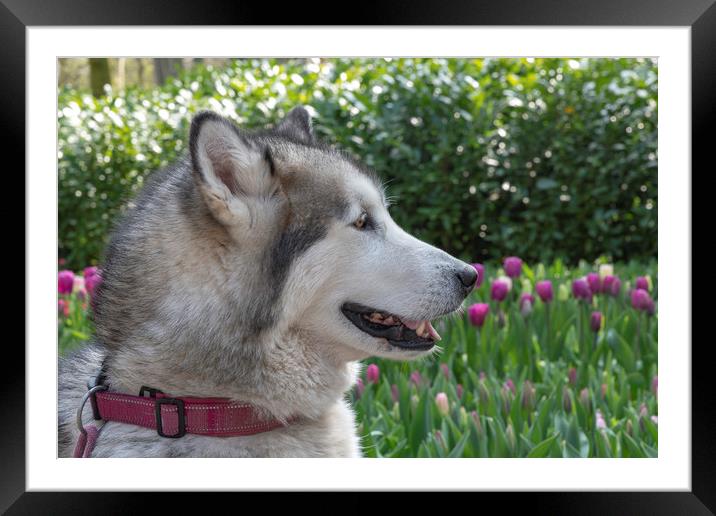 White grey Husky dog laying on the green grass Framed Mounted Print by Ankor Light