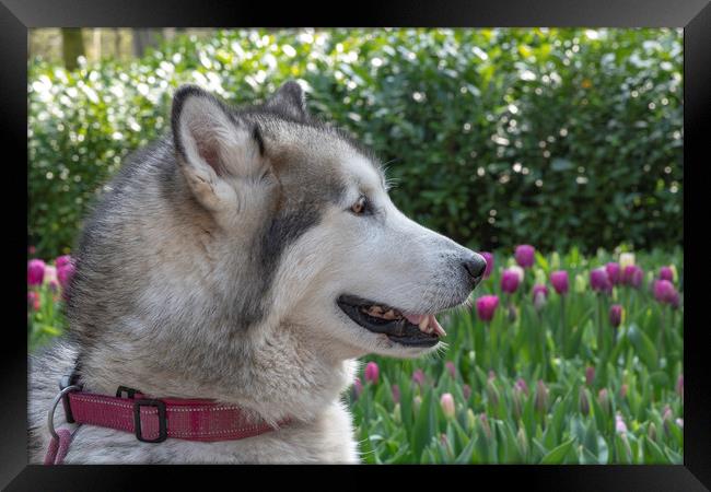 White grey Husky dog laying on the green grass Framed Print by Ankor Light