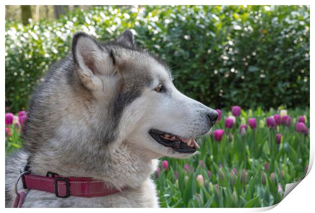White grey Husky dog laying on the green grass Print by Ankor Light