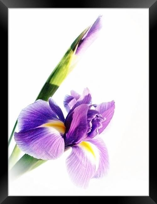 Iris In Bloom Framed Print by Aj’s Images