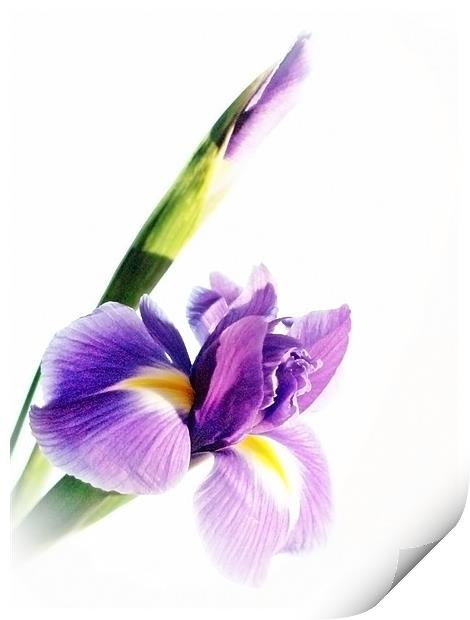 Iris In Bloom Print by Aj’s Images