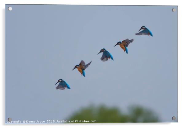 Kingfisher in flight Acrylic by Donna Joyce