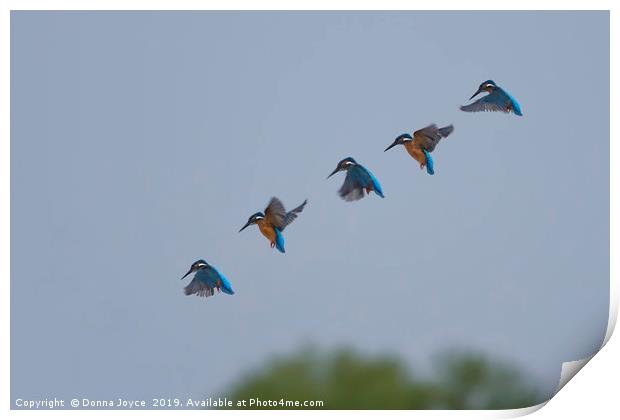 Kingfisher in flight Print by Donna Joyce