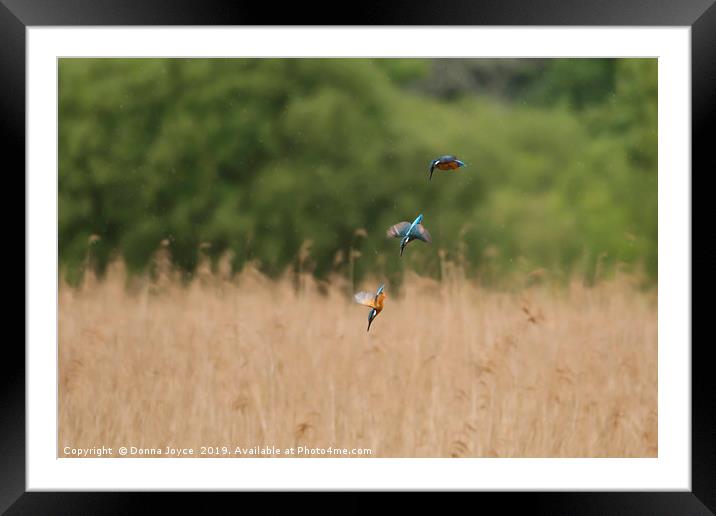 Kingfisher diving for fish Framed Mounted Print by Donna Joyce