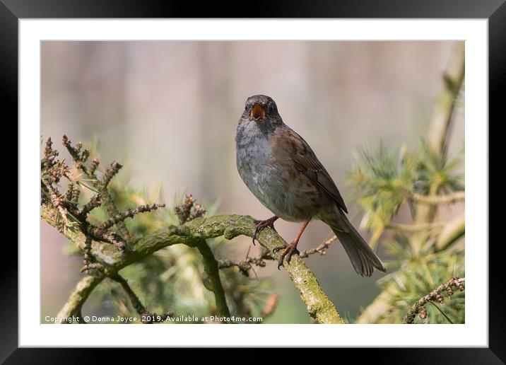 Dunnock singing for a mate Framed Mounted Print by Donna Joyce