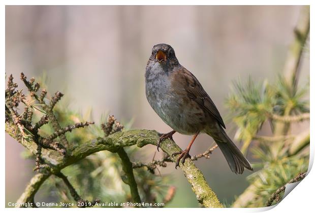 Dunnock singing for a mate Print by Donna Joyce