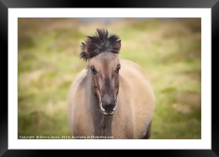 Konik Pony Framed Mounted Print by Donna Joyce
