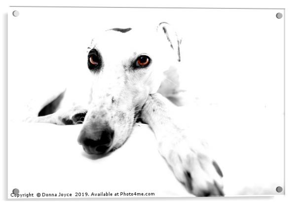 Greyhound Portrait Acrylic by Donna Joyce