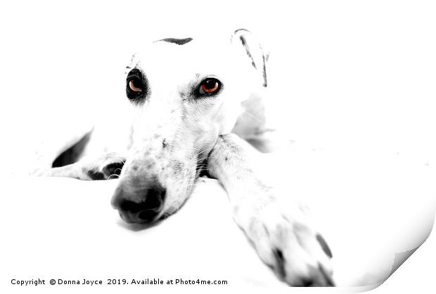 Greyhound Portrait Print by Donna Joyce