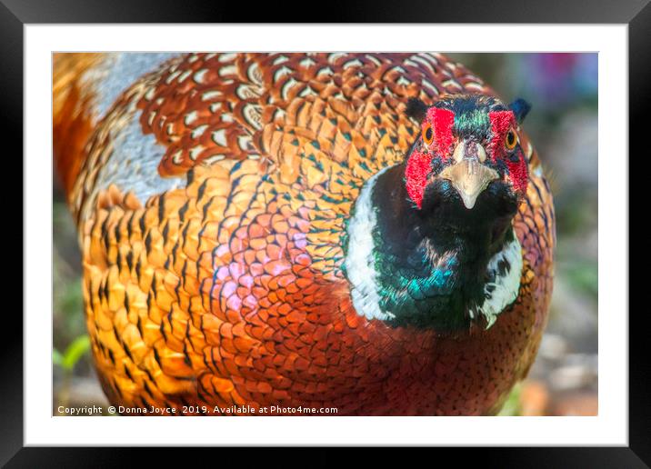 Pheasant Portrait Framed Mounted Print by Donna Joyce