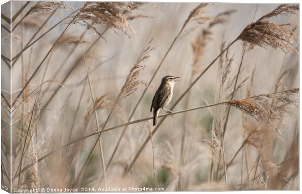 Sedge Warbler singing in the reeds Canvas Print by Donna Joyce