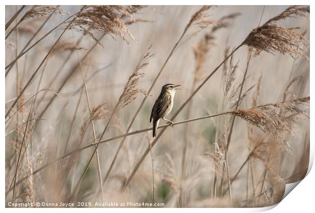 Sedge Warbler singing in the reeds Print by Donna Joyce