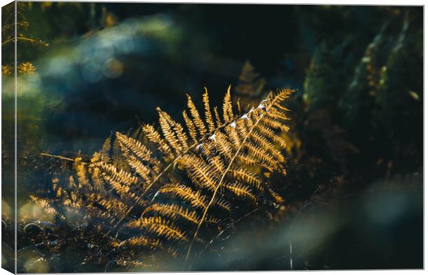 A close up of bracken back lighted by beautiful go Canvas Print by David Wall