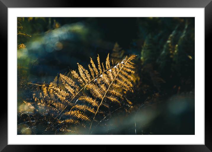 A close up of bracken back lighted by beautiful go Framed Mounted Print by David Wall