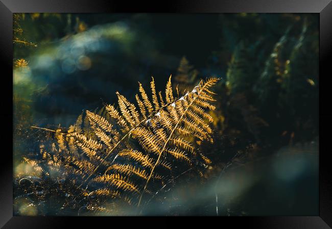 A close up of bracken back lighted by beautiful go Framed Print by David Wall