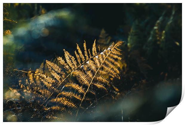 A close up of bracken back lighted by beautiful go Print by David Wall