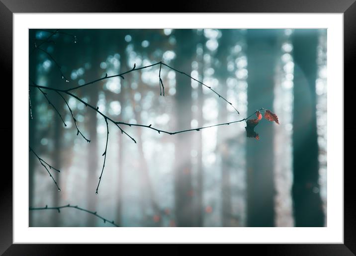 An autumn leaf on a misty day Framed Mounted Print by David Wall