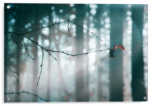 An autumn leaf on a misty day Acrylic by David Wall