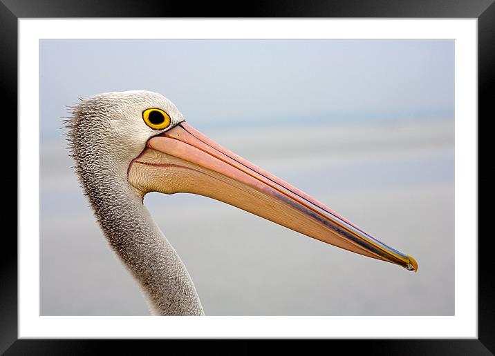 Pelican Profile Framed Mounted Print by Mike Dawson