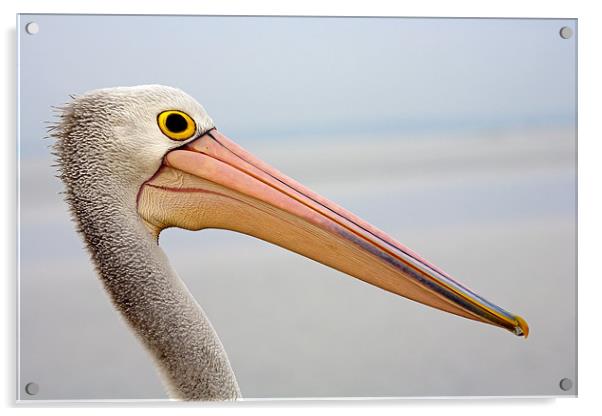 Pelican Profile Acrylic by Mike Dawson