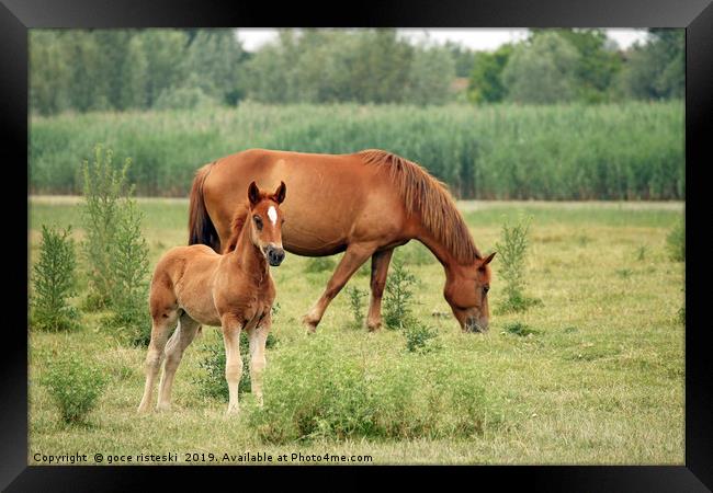 brown foal and horse on pasture Framed Print by goce risteski