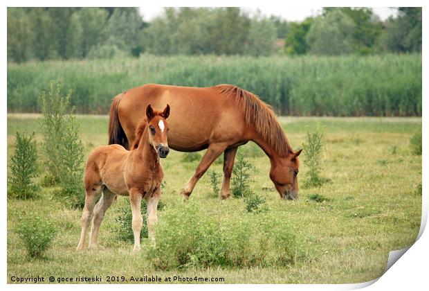 brown foal and horse on pasture Print by goce risteski