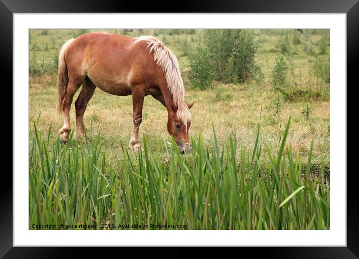 brown horse on field Framed Mounted Print by goce risteski