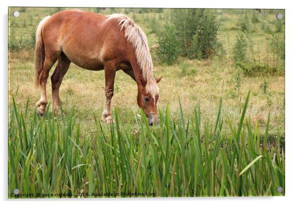 brown horse on field Acrylic by goce risteski