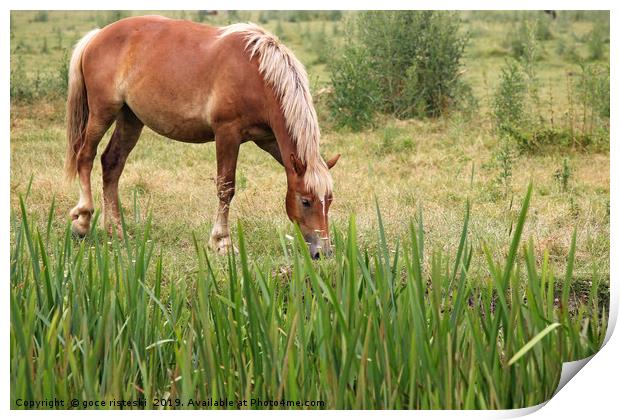 brown horse on field Print by goce risteski