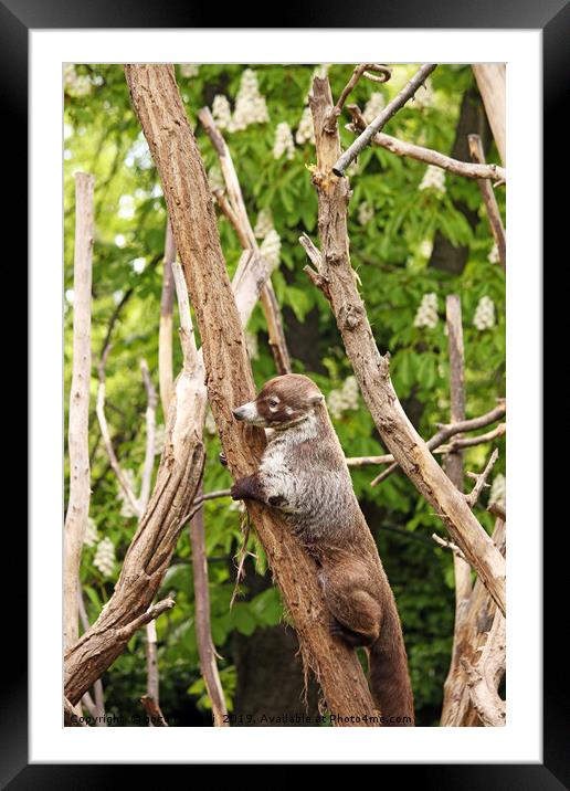 Coati climbing on tree wildlife Framed Mounted Print by goce risteski