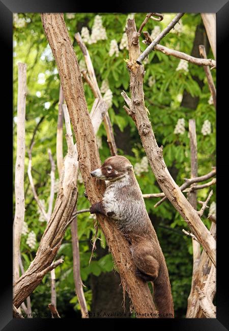 Coati climbing on tree wildlife Framed Print by goce risteski