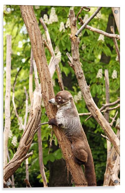 Coati climbing on tree wildlife Acrylic by goce risteski