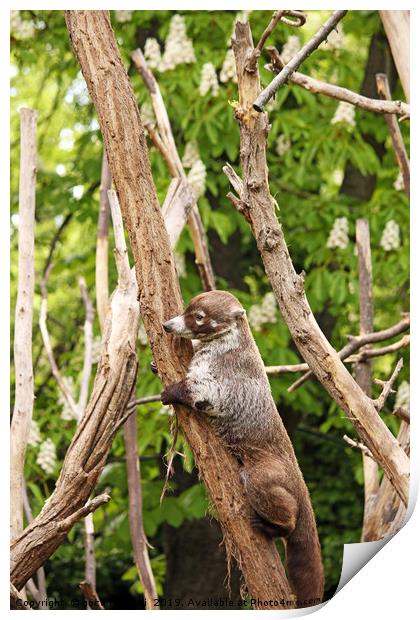 Coati climbing on tree wildlife Print by goce risteski