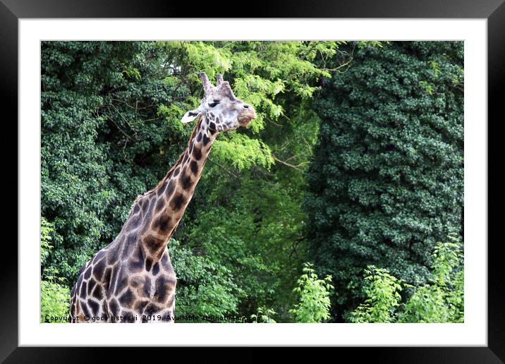 giraffe in forest wildlife Framed Mounted Print by goce risteski