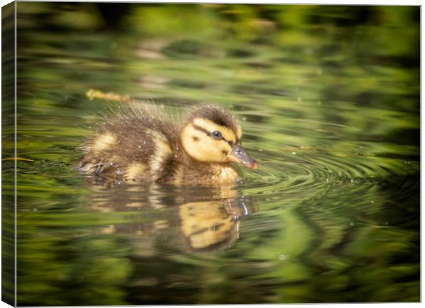 One Little Duckling Canvas Print by Jonathan Thirkell