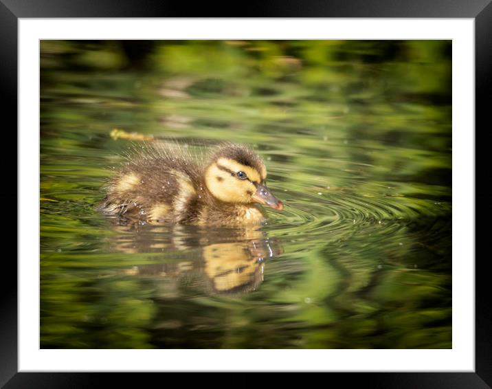 One Little Duckling Framed Mounted Print by Jonathan Thirkell