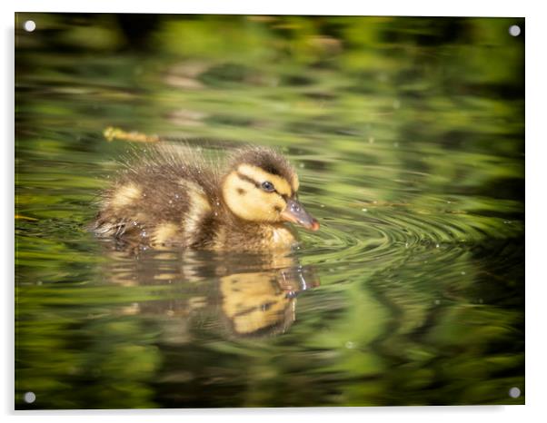 One Little Duckling Acrylic by Jonathan Thirkell