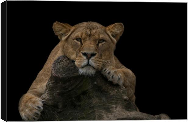 Lioness Looking At You Canvas Print by rawshutterbug 