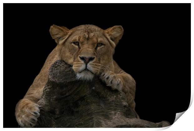 Lioness Looking At You Print by rawshutterbug 