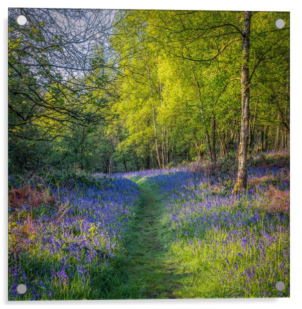 Bluebell Woods Acrylic by Paul Andrews