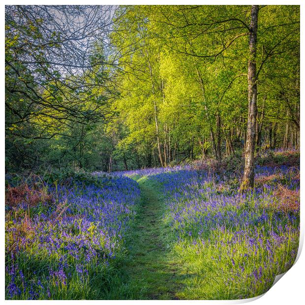 Bluebell Woods Print by Paul Andrews