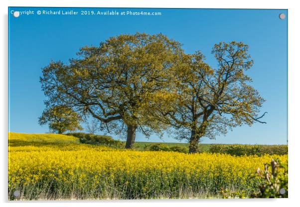 Springtime Oak Trees Acrylic by Richard Laidler